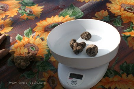 Acqualagna chasse &agrave; la truffe la pes&eacute;e des truffes noires