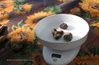 Acqualagna pesée des truffes noires