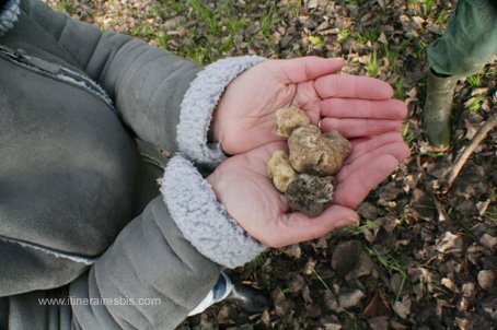 Le butin de la journée de belles truffes blanches