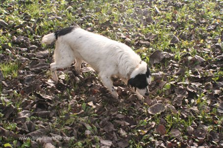 La chienne Stella cherche une truffe