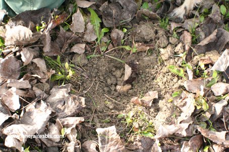 Voici l'objet de toutes les convoitises la truffe blanche d'Alba