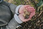 Le butin de la journée de belles truffes