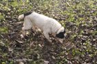La chienne Stella cherche une truffe