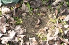 Voici l'objet de toutes les convoitises la truffe blanche d'Alba