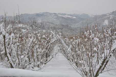 Terra delle Nocciole les noisetiers sous la neige
