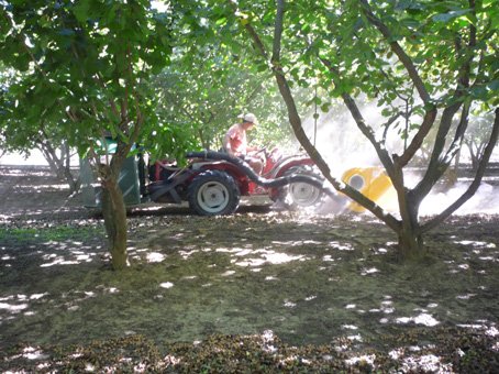 Terra delle Nocciole le ramassage