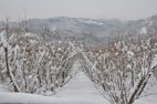 Terra delle Nocciole les noisetiers sous la neige