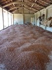 Terra delle Nocciole le sechage