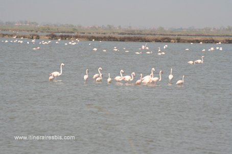 Visite de Comacchio visite de la réserve naturelle de Pô di Volano flamants roses