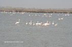 la reserve naturelle autour de Comacchio
