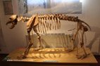 visite de la ville de Costacciaro musée histoire naturelle squelette d'ours