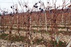 Vignes cépage Barolo