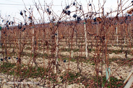 Visite du Château Falletti de Barolo cépage Nebbiolo typique du vin Barolo