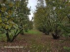 Visite de Cravanzan les noisetiers