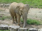 photo du zooparc de Beauval elephant