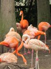 photo du zooparc de Beauval flamants roses