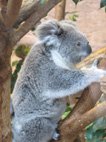 photo du zooparc de Beauval koala