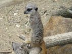 photo du zooparc de Beauval lemurien