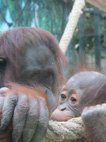 photo du zooparc de Beauval orang outan