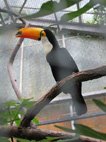 photo du zooparc de Beauval toukan