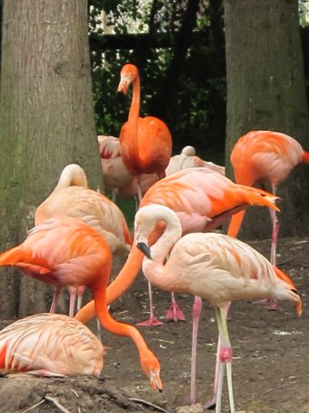 photo du zooparc de beauval les Flamants roses