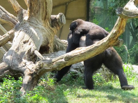 photo du zooparc de beauval les Gorilles