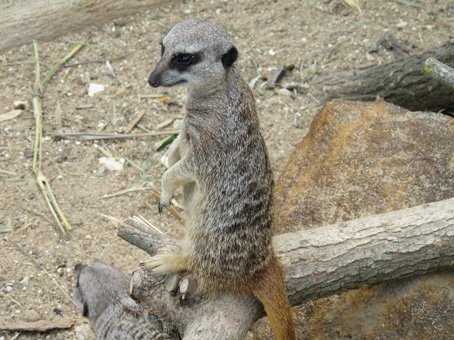 photo du zooparc de beauval Lémurien