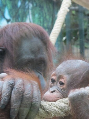 photo du zooparc de beauval Orang Outan et son petit