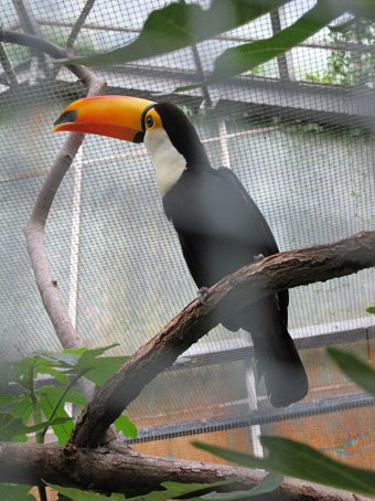 photo du zooparc de beauval toukan